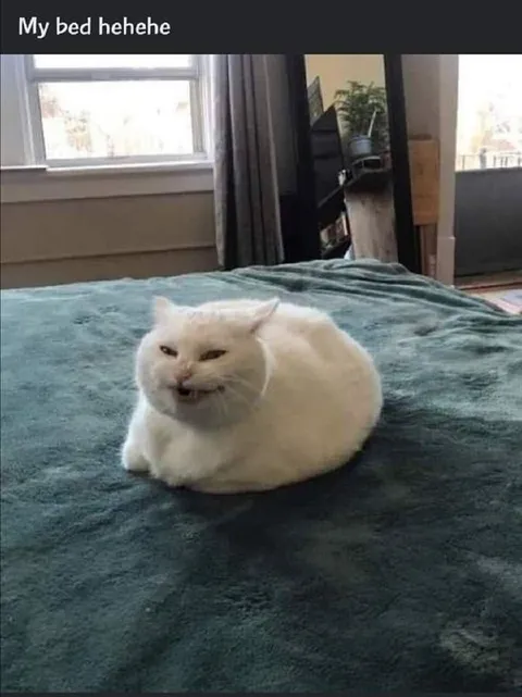 My Bed Hehehe Cat