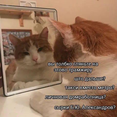 Кот смотрит на себя в зеркало