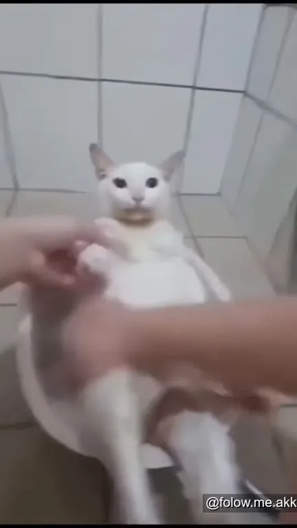Кот принимает ванну как человек