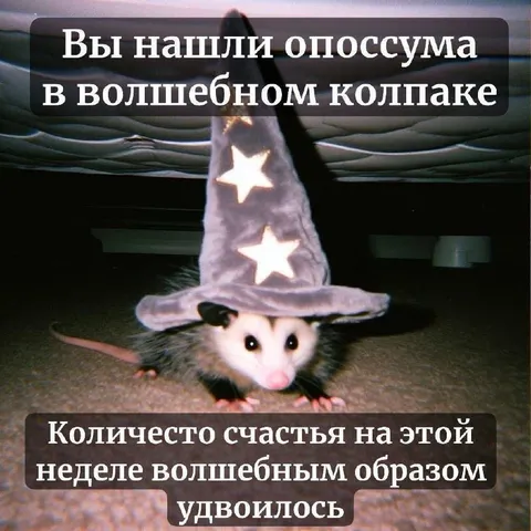 Опоссум в волшебном колпаке