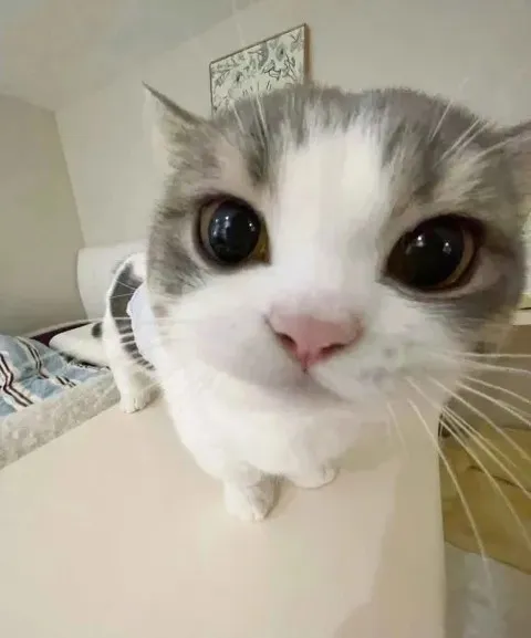 Котик смотрит в камеру