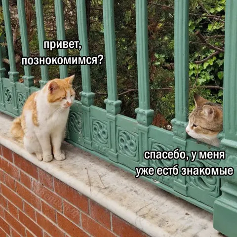 Кот уже со знакомыми