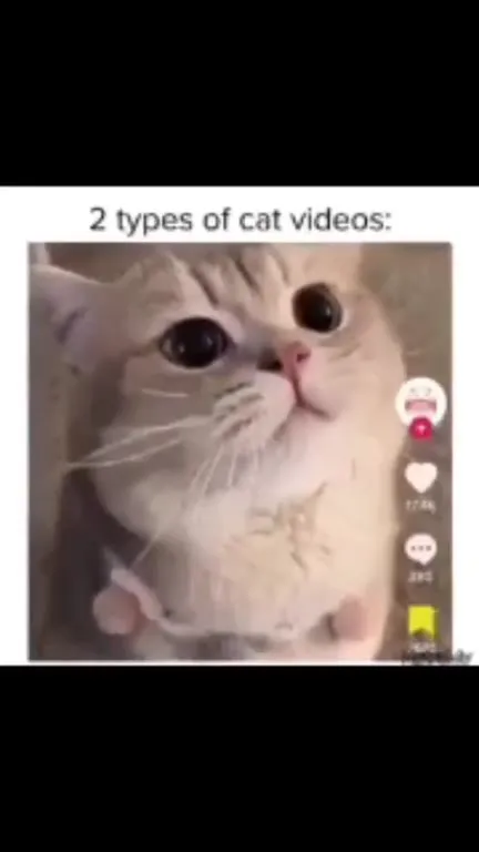 2 Types of Cat Videos