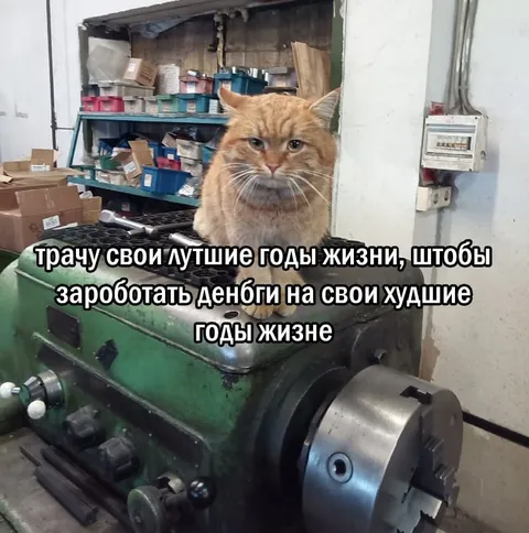 Кот тратит лучшие годы жизни
