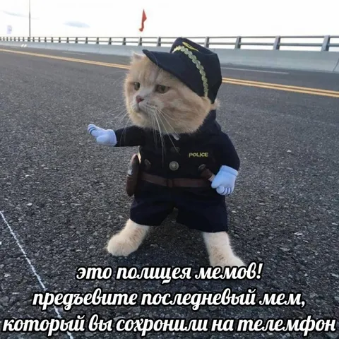 Полиция мемов проверяет телефон