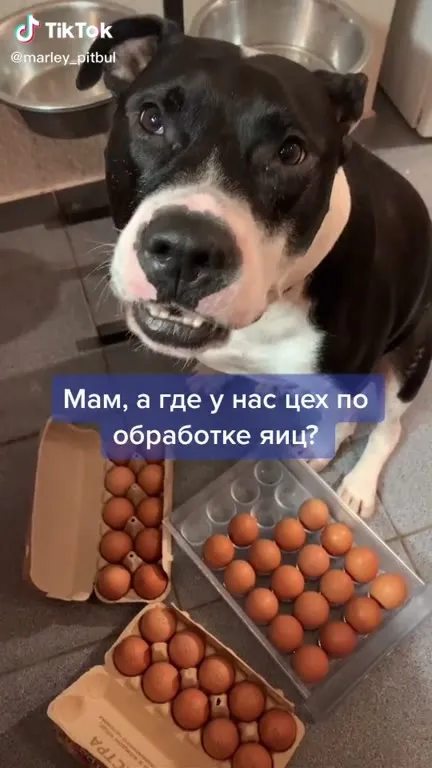Питбуль ищет цех по обработке яиц