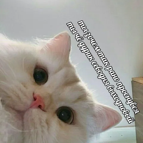 Кот спрашивает про ранний подъём