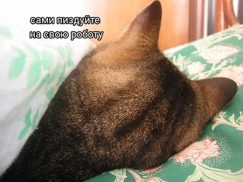 Кот не хочет на работу