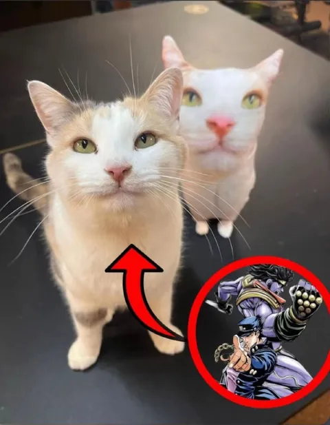 Кот Джотаро Куджо