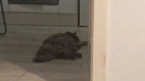 Енот лежит на полу