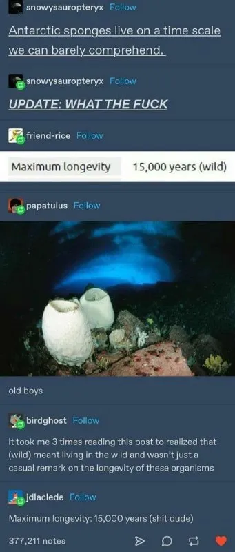 Antarctic Sponge Longevity Shock