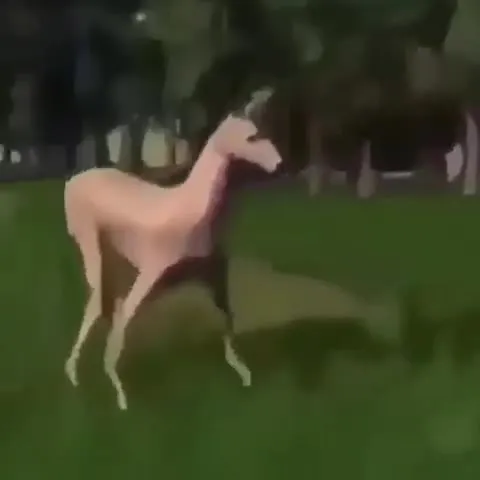 Глючный олень под музыку