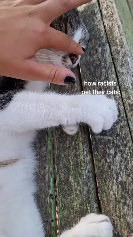 Racist Cat Petting Joke