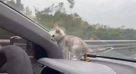 Кот на приборной панели