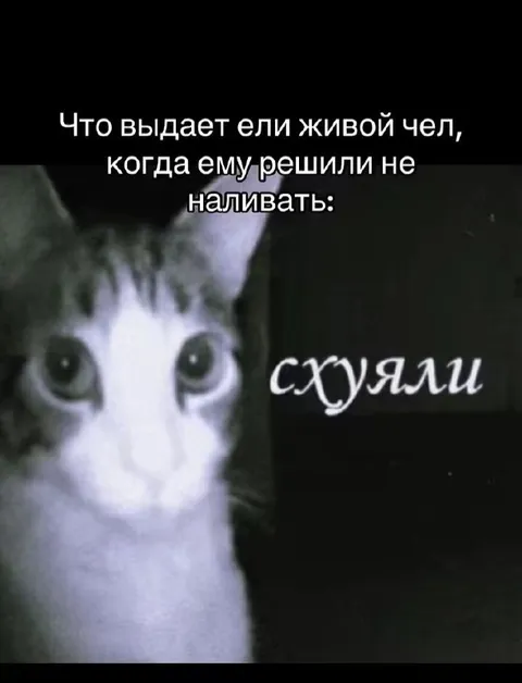 Кот возмущён отказом налить