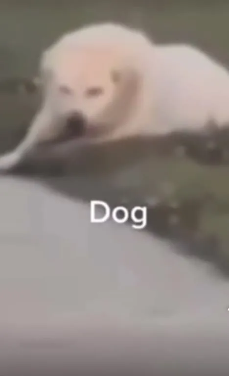 Dog Smiles to Let Her Go