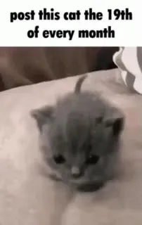 Post This Cat on the 19th