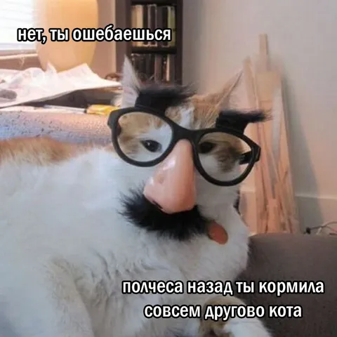 Кот в очках спорит о кормлении
