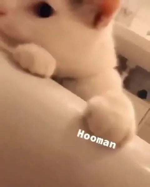 Cat Checks the Bad Bath