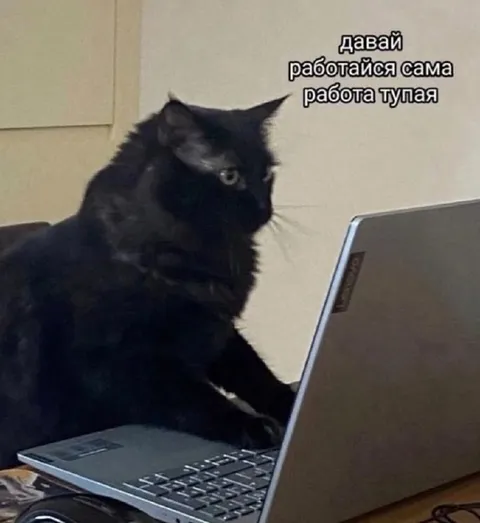 Кот отказывается работать