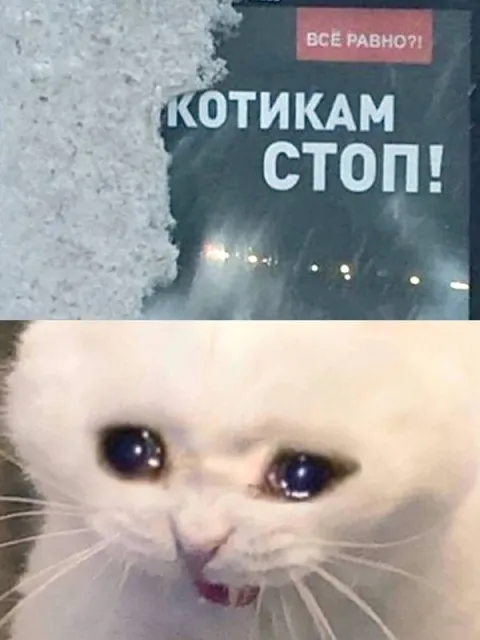 Котикам стоп, пожалуйста