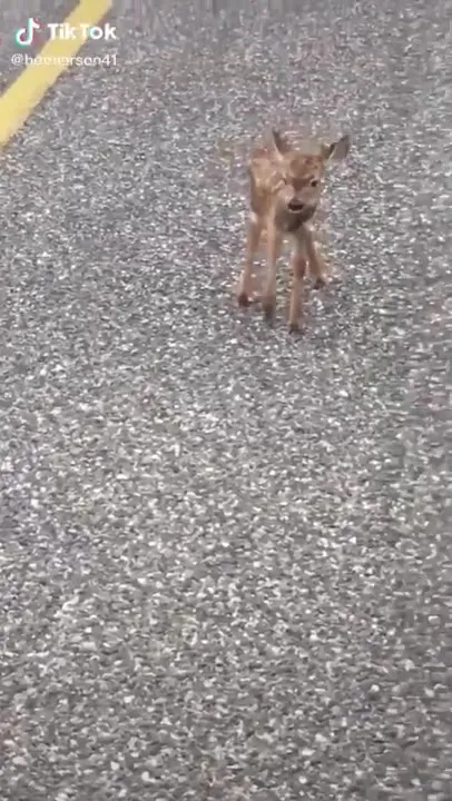 Tiny Fawn Meets a Coffee Cup