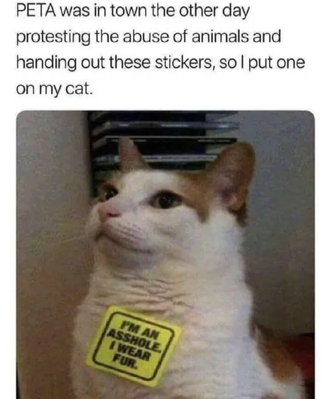 Cat Wearing an Asshole Sticker