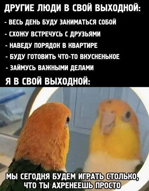 Попугай играет весь выходной