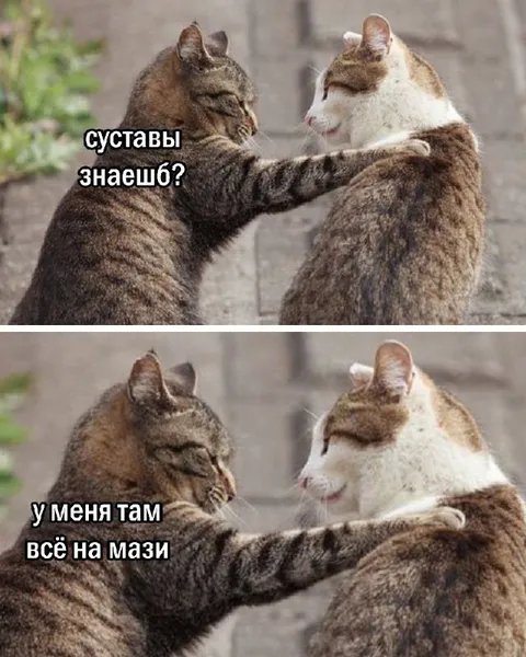 Коты обсуждают суставы
