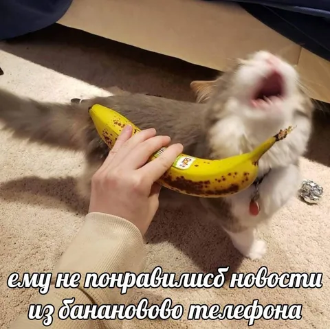 Кот и банановый телефон