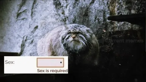 Sex Is Required Pallas Cat