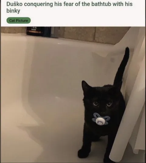 Cat Conquers Bathtub Fear