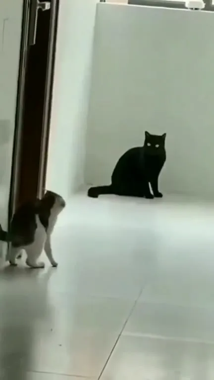 Кот не выдержал взгляда