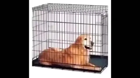 Пёс вырвался из клетки