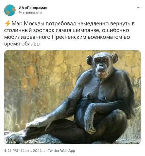 Ошибочно мобилизованный шимпанзе