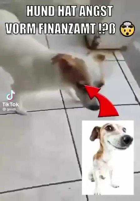 Hund hat Angst vorm Finanzamt