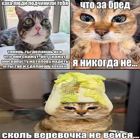 Коты подчинились людям