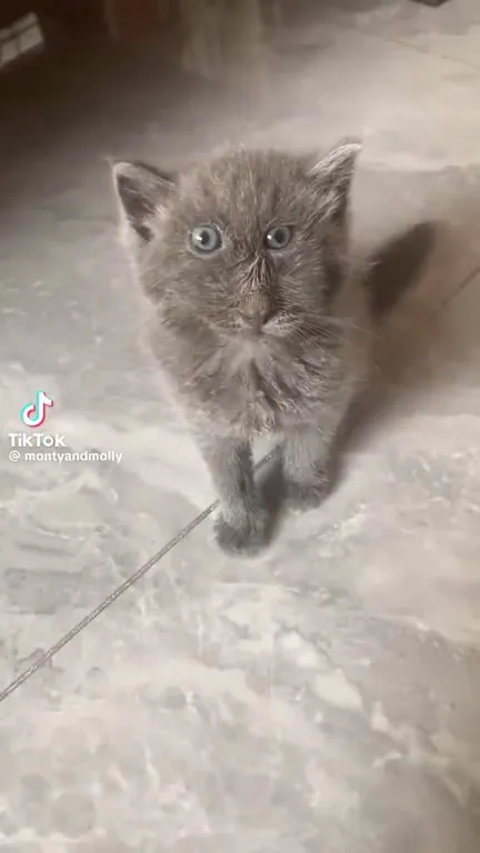 Котик смотрит в душу