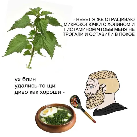 Крапива и щи
