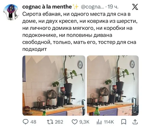 Кот на тостере для сна