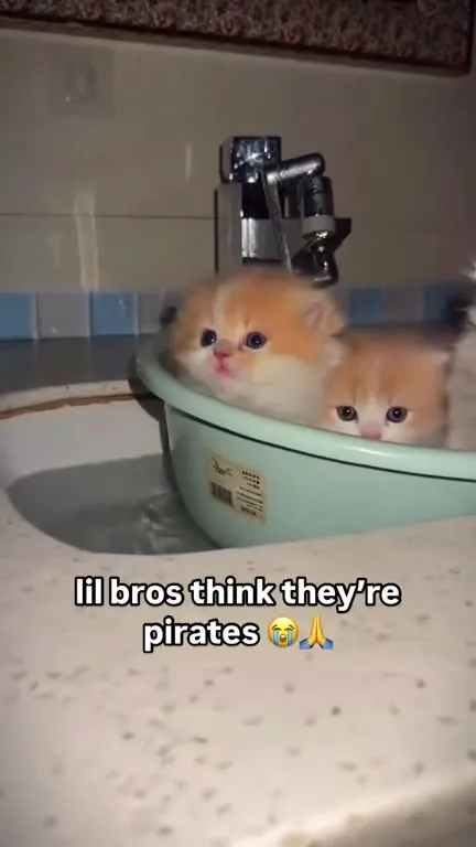 Lil Bro Pirates in the Sink