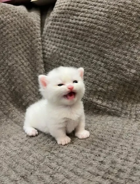 Котёнок громко мяукает