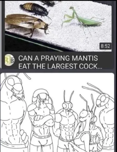 Largest Cock Praying Mantis Question