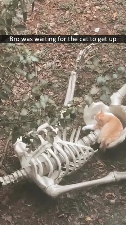 Cat Napping on a Skeleton