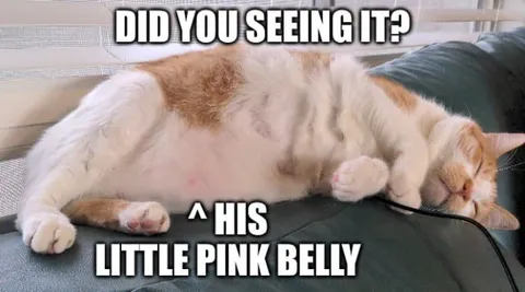 Little Pink Belly Cat