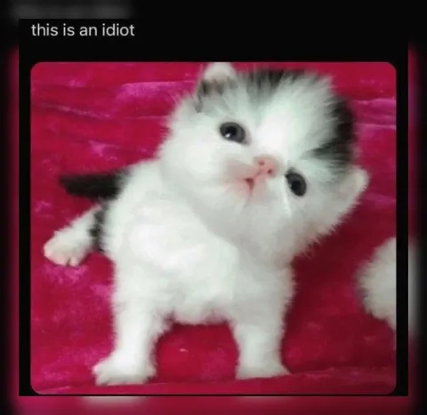 This Is an Idiot Kitten