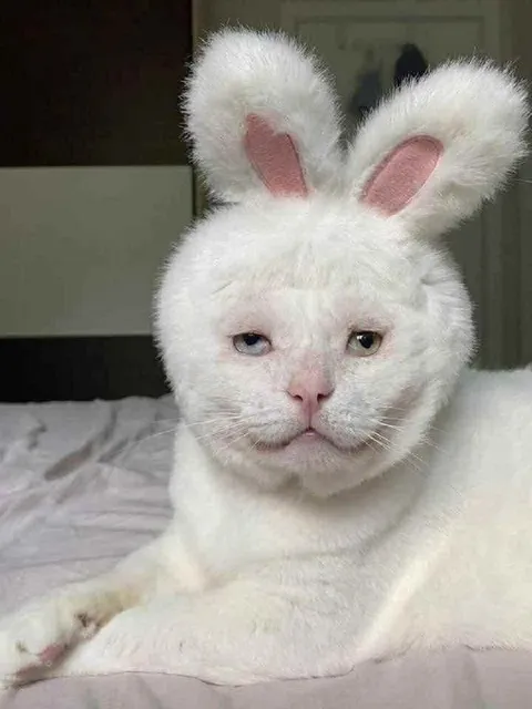 Суровый кролик-кот