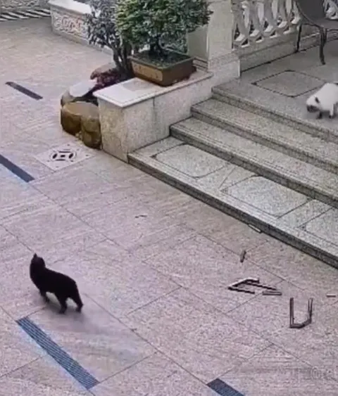 Кот театрально падает перед другим котом