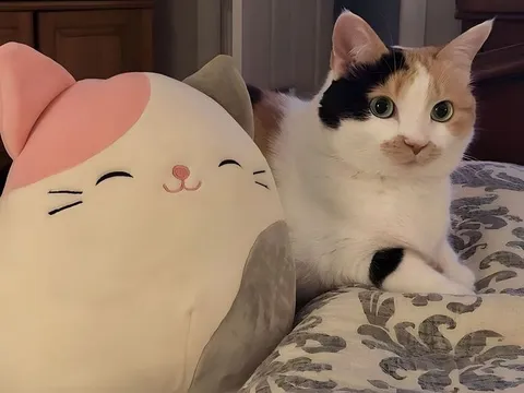 Кот и его мягкая копия
