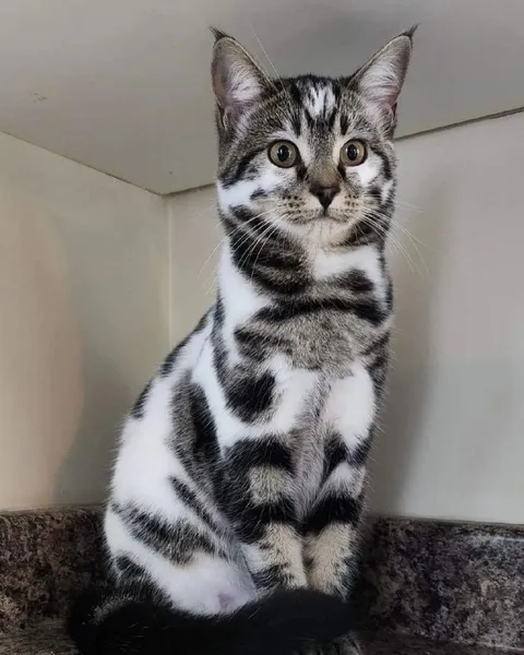 Серьёзный полосатый кот